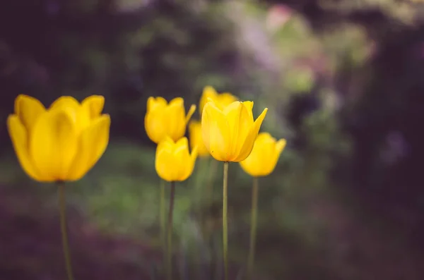 Žluté kvetoucí tulipány — Stock fotografie
