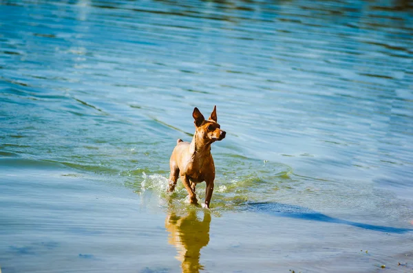 Dog in water — Stock Photo, Image