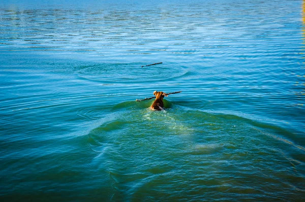 Hund im Wasser — Stockfoto