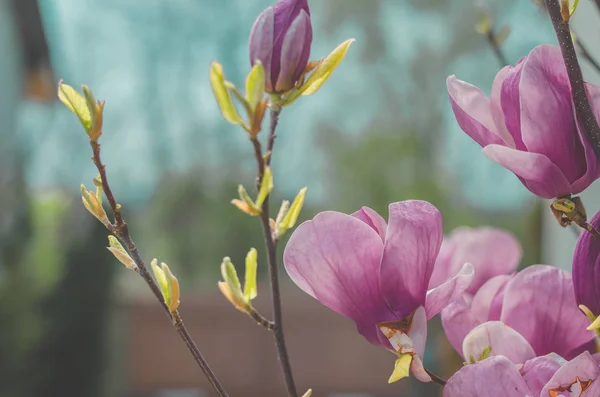 Hermosa flor de magnolia rosa floreciente — Foto de Stock