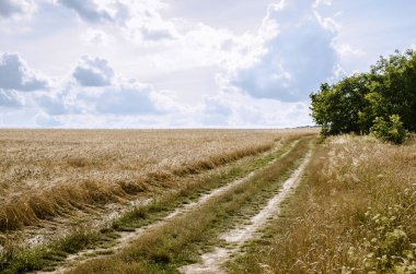 Bulutlu gökyüzünün altında, kırlarda altın saatinde çayırların arasındaki cennet yolu.