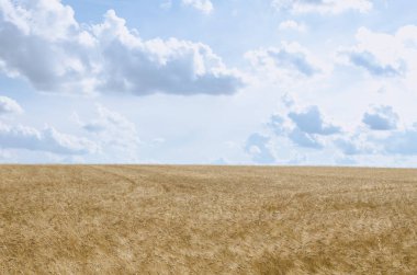 Güzel yaz kırsalında cennet altın tarlaları