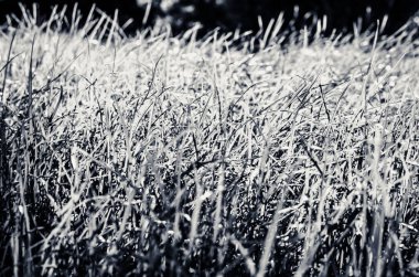 Islak çim monokromunu kapat