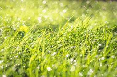 Yeşil ıslak çimlere yakın 