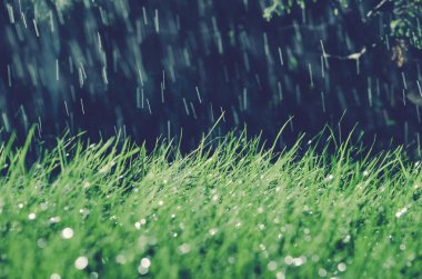 Parlayan su damlacıklarıyla kaplı yeşil çimen yaprakları.
