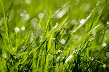 Parlak yeşil çimen yağmurdan sonra
