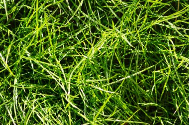 Yeşil çim yapraklarına bak