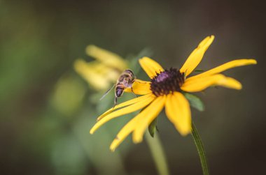 Sarı rudbeckia 'nın ayrıntıları.