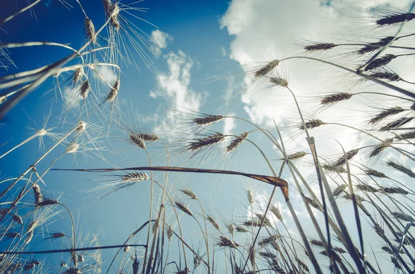 Spikes Golden Grain Cloudy Sky — Stock Photo, Image