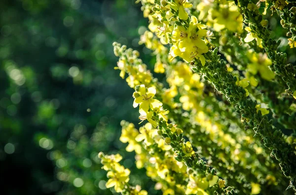Kırsal Alanlarda Çayırlarda Yetişen Şifalı Sarı Şifalı Bitki Olympian Mullein — Stok fotoğraf