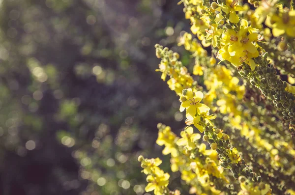 Léčivé Žluté Byliny Olympijský Mullein Rostoucí Venkovských Polích Loukách — Stock fotografie
