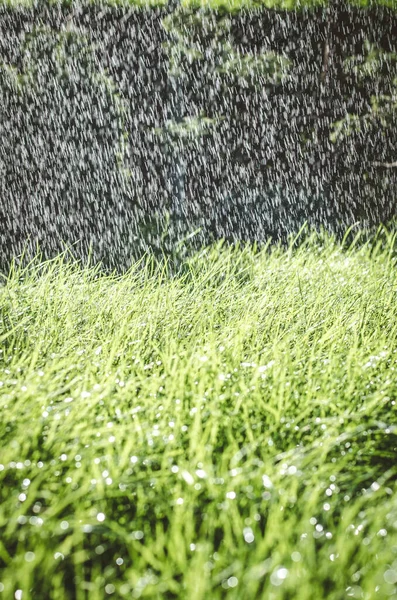 Grönt Gräs Med Bokeh Effekt Regnig Dag — Stockfoto