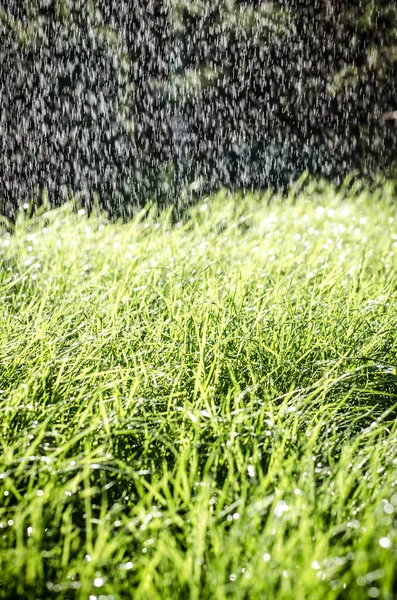 Grönt Gräs Med Bokeh Effekt Regnig Dag — Stockfoto