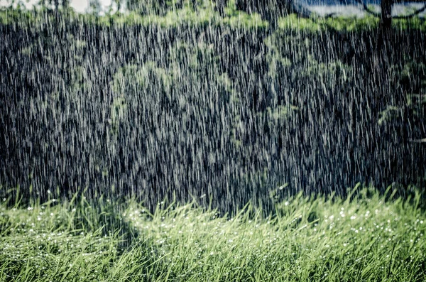 Zielona Trawa Efektem Bokeh Deszczowe Dni — Zdjęcie stockowe