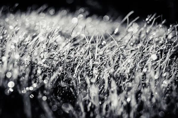 Close Wet Grass Monochrome — Stock Photo, Image