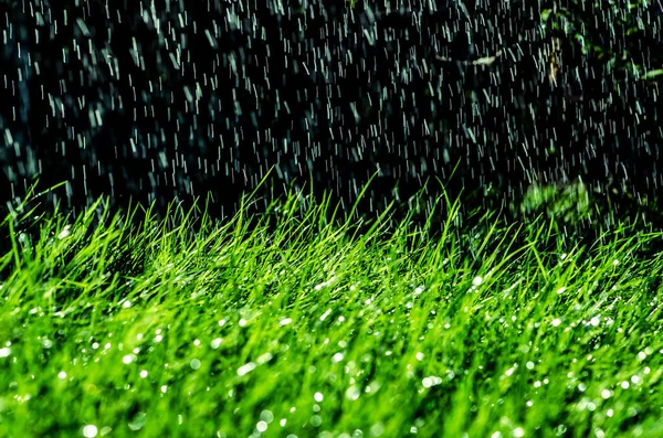 Bilah Rumput Hijau Ditutupi Dengan Tetesan Air Bersinar Kontras Hitam — Stok Foto