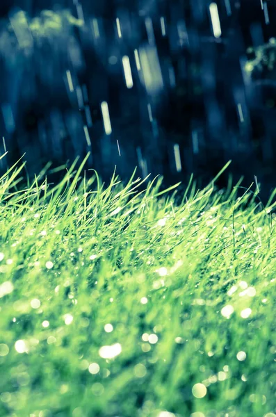 Blad Grönt Gräs Täckt Med Lysande Vattendroppar — Stockfoto