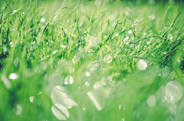 Närbild Grönt Ljust Vått Gräs Med Bokeh Effekt — Stockfoto