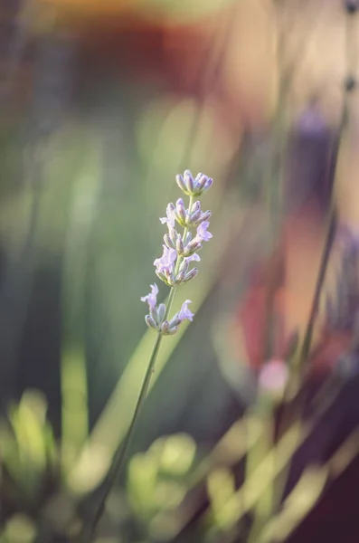 Primer Plano Flor Lavanda Púrpura —  Fotos de Stock