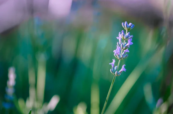 Zbliżenie Purpurowy Kwiat Lawendy — Zdjęcie stockowe