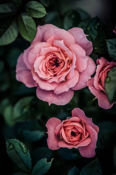 Romantyczny Kwitnący Różowy Kwiat Róży Zielonymi Liśćmi — Zdjęcie stockowe