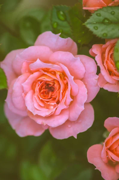 Romantik Çiçek Açan Yeşil Yapraklı Pembe Gül Çiçeği — Stok fotoğraf