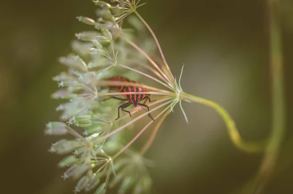 Detail Red Bug Dry Flower — Stock Photo, Image