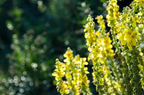 黄色のハーブを癒します農村部や牧草地で成長するオリンピアンムレイン ロイヤリティフリーのストック画像