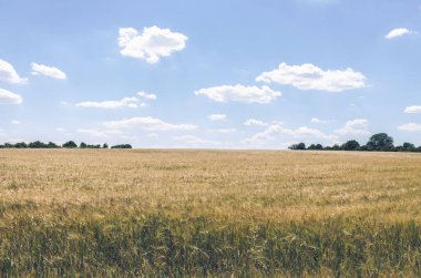 Kırsal kesimde altın tahıl tarlası ve mavi bulutlu gökyüzü