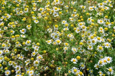 yeşil yapraklı parlak sarı ve beyaz papatya otları.