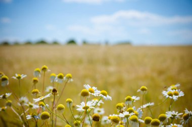 Sarı ve beyaz camilla sağlıklı çiçekler altın olgun mısır gevreği tarlasında 