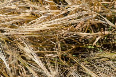 Kuşlar açısından sağlıklı olgunlaşmış kuru tahıl bitkileri