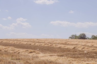 Olgun altın mısır gevreği bitkileri ve mavi gökyüzü kırsal