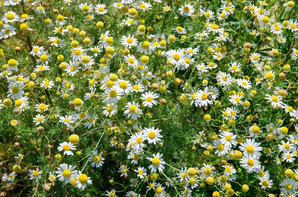 Grupo Ervas Camomille Amarelo Branco Brilhante Com Folhas Verdes — Fotografia de Stock