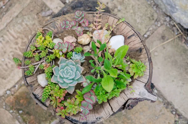 Kreative Ideen Mit Holzstamm Und Dekorativen Gartensukkulenten — Stockfoto