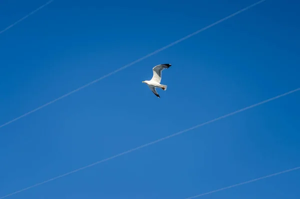 Flygande Mås Fri Skyn — Stockfoto