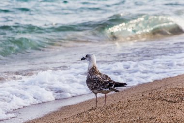 İspanya, Katalonya, Blanes, Eylül 2016