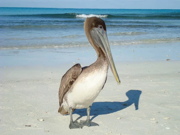 Sahilde pelikan
