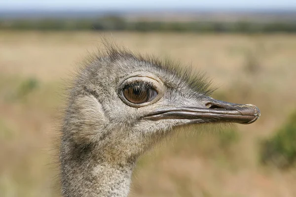 bir devekuşu başkanı