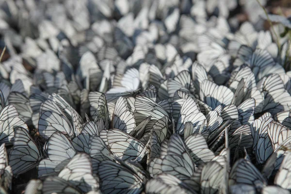 Many cabbage butterflies — Stock Photo, Image