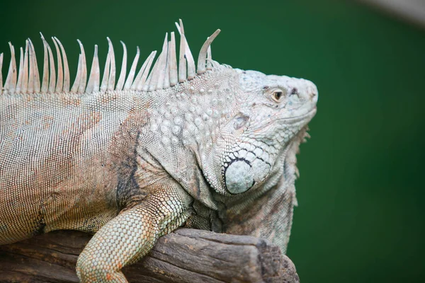 Bir dalda iguana