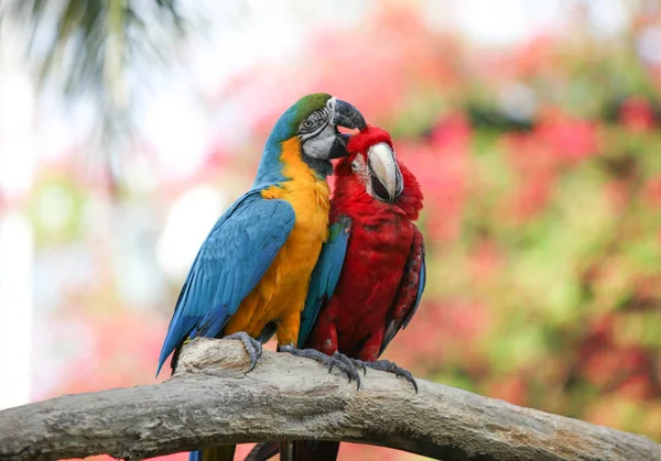 Two parrots on a branch — Stock Photo, Image