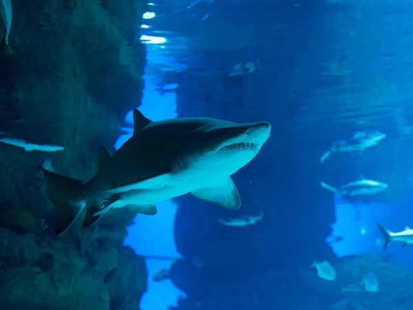 saldırgan köpek balığı yukarı yüzer