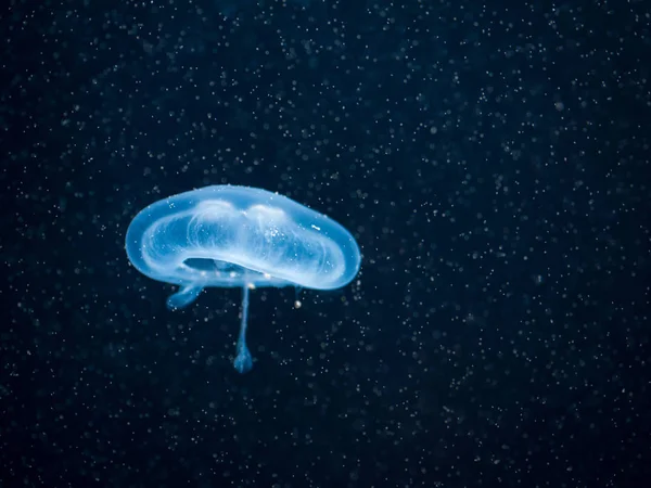 Medusa cosmo fiabesco in luce blu Foto Stock