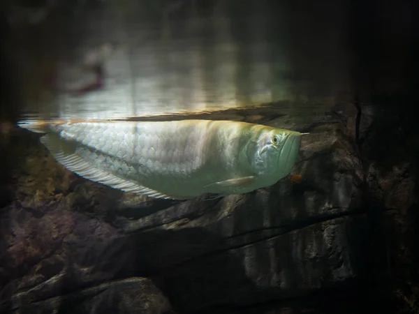 underwater predator white fish on stone background