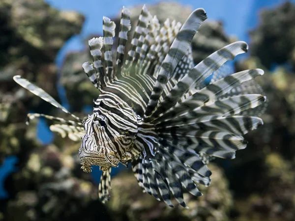 duygu ile su altı kırmızı lionfish kin