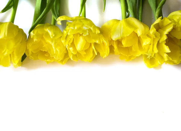 Rad med gul tulpan blommor på vit bakgrund — Stockfoto