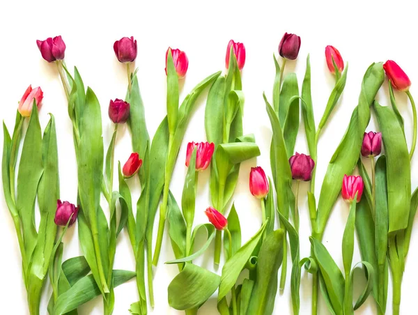 Muchos tulipanes rojo rosa púrpura sobre fondo blanco —  Fotos de Stock