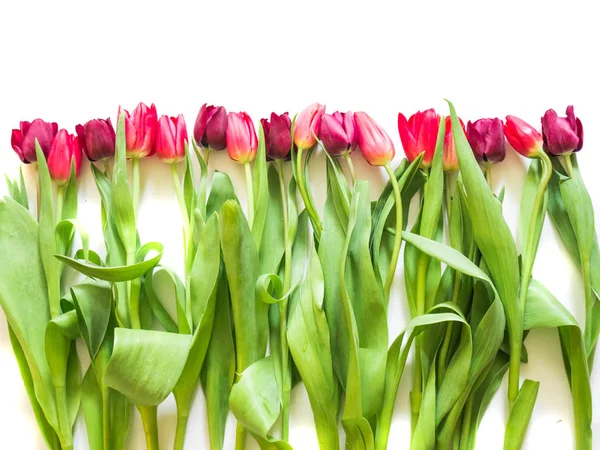 Reihe auf rosa Rose und lila Tulpen — Stockfoto