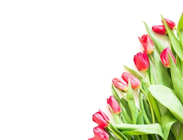 Carte cadeau avec modèle de coin de fleur de tulipe — Photo